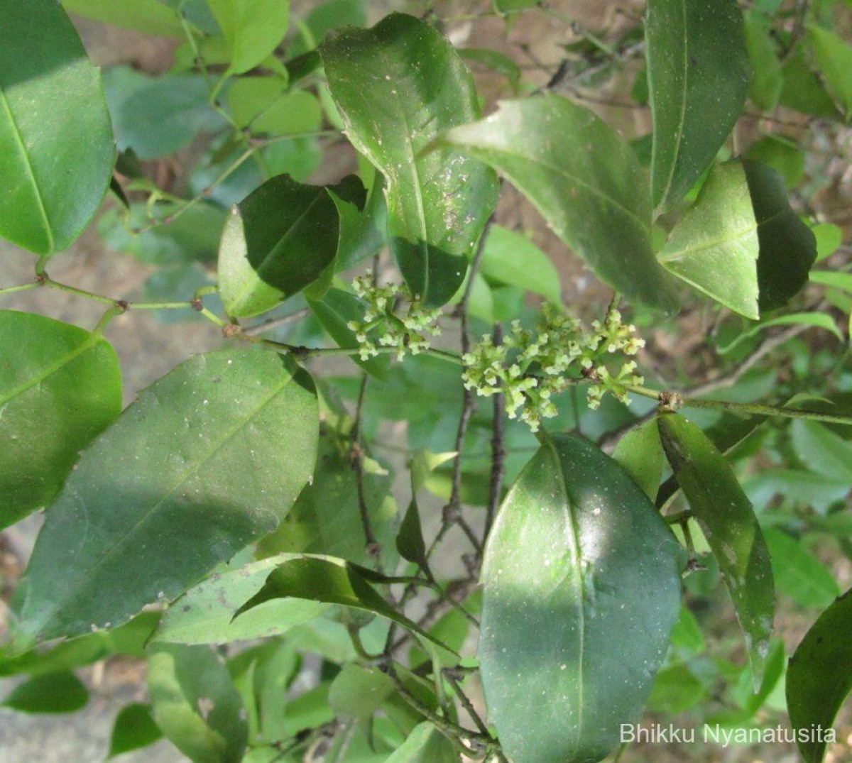 Tetrastigma nilagiricum (Miq.) B.V.Shetty